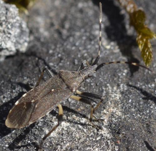 Réf. 239 496 : Dicranocephalus agilis